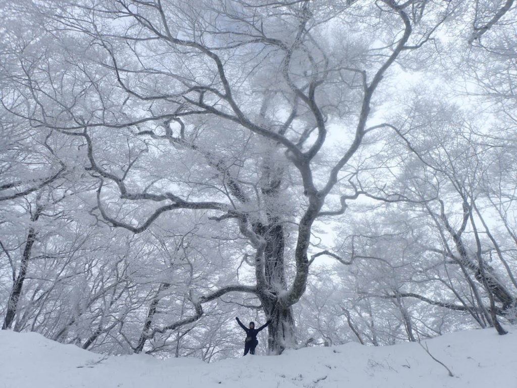ブナの巨樹　雪