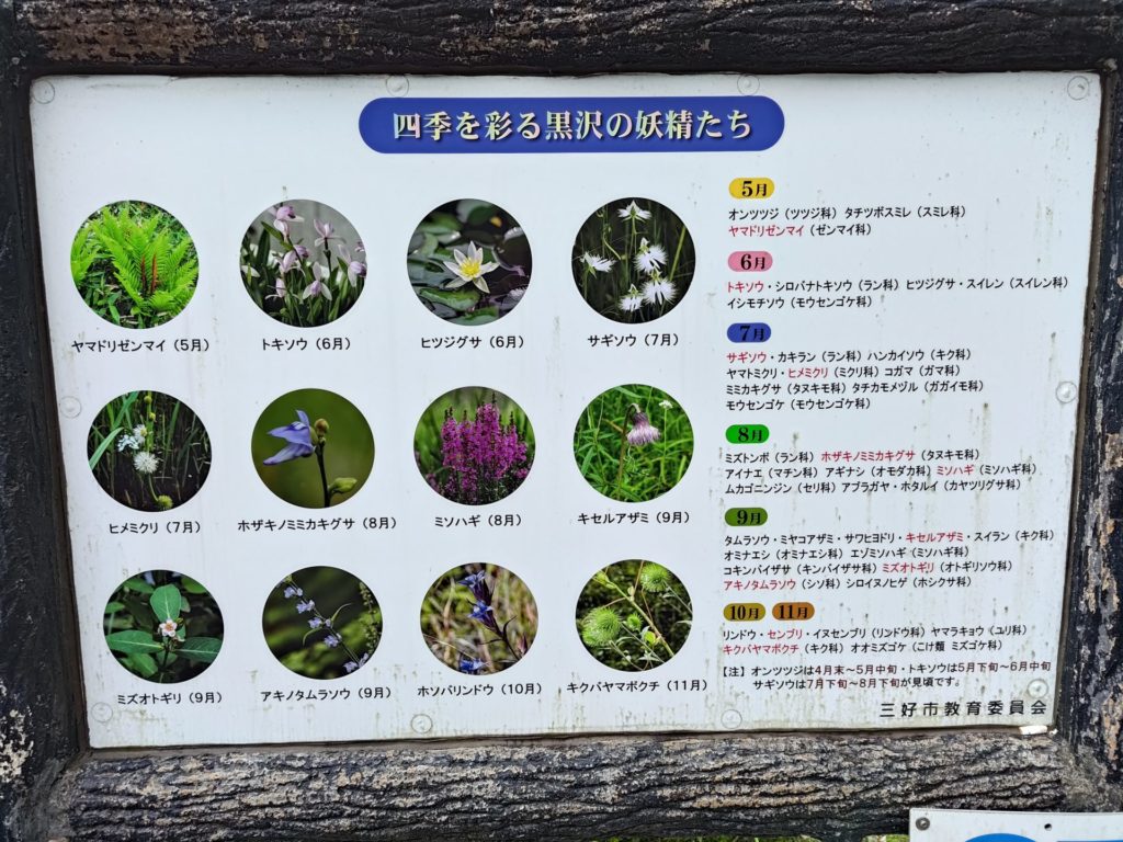 黒沢湿原　花の案内