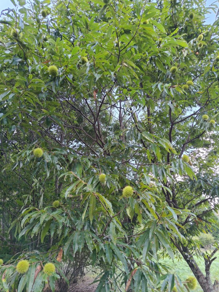 栗の木　９月