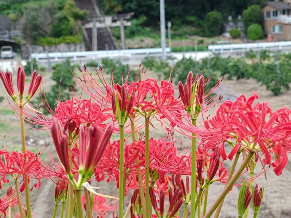星谷運動公園　彼岸花　小雨