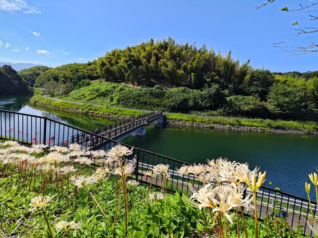 白い彼岸花 宝山湖