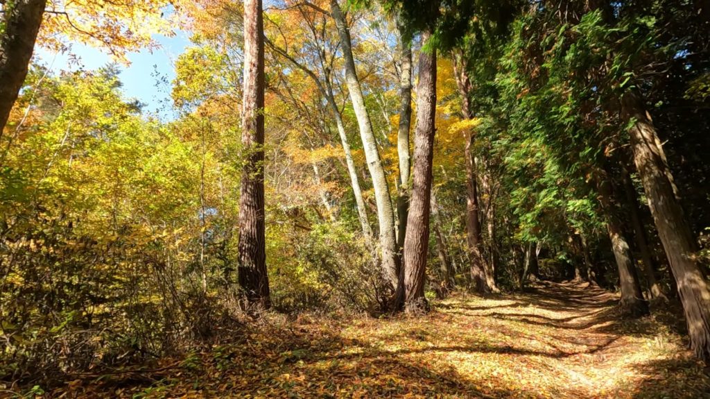 鷹山公園から竜王山への登山道