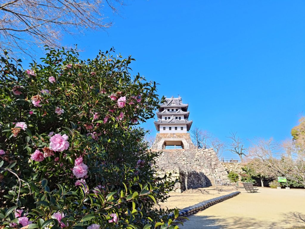 山茶花と洲本城本丸