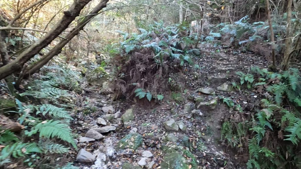 虎丸山 風呂登山口からの登山道